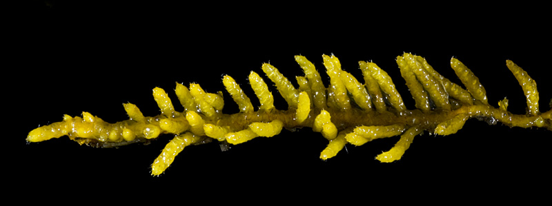 Thelia hirtella